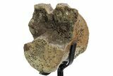 Fossil Thescelosaurus Vertebra w/ Metal Stand - South Dakota #354298-2